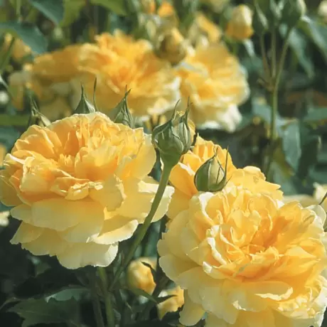 Trandafir David Austin - Molineux - anul 3 la Ghiveci