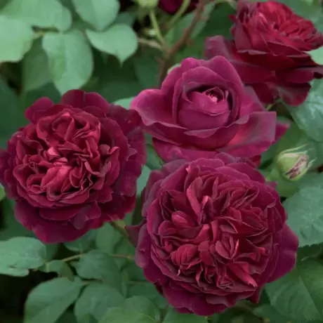 Trandafir David Austin - Munstead Wood - anul 3 la Ghiveci