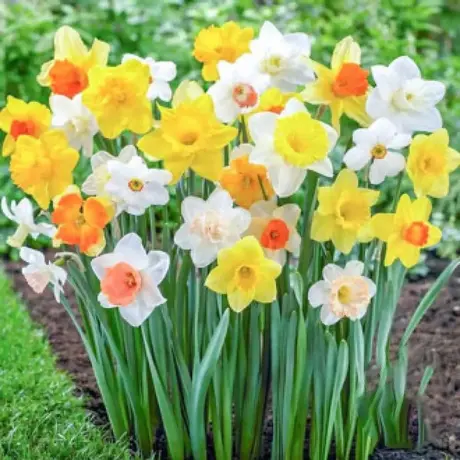 Bulbi de Narcise Gigant mix collors