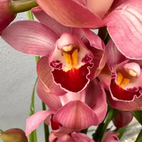 Orhidee Cymbidium - Ivone la Ghiveci