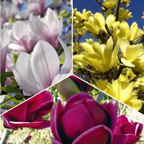 Pachet PROMO 06 - Magnolia Heavy Scent / Magnolia Yellow River / Magnolia Black Tulip
