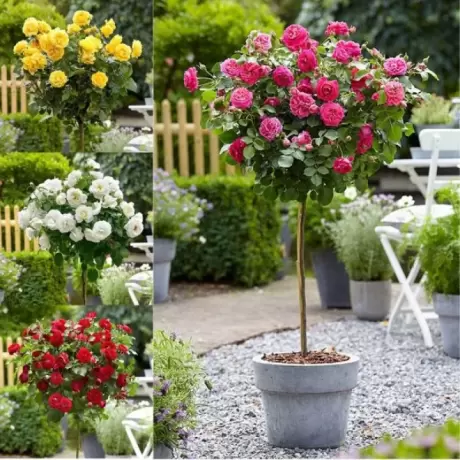 Pachet 4 Sortimente Trandafir Pomisor la Ghiveci