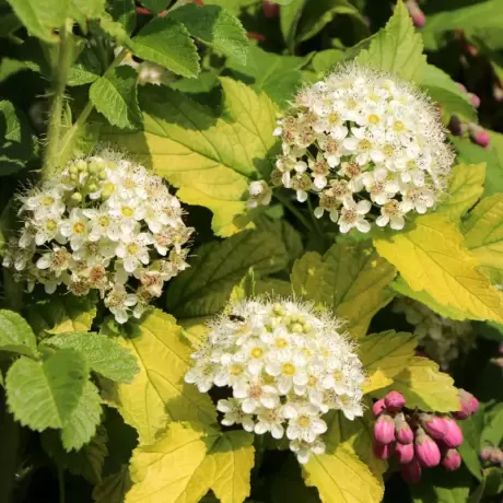 Physocarpus Opulifolius – Dart-s Gold la Ghiveci