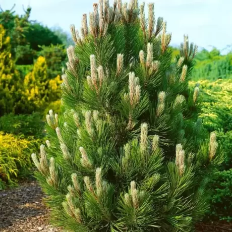Pin Bosniac - Pinus Leucodermis Compact Gem la Ghiveci