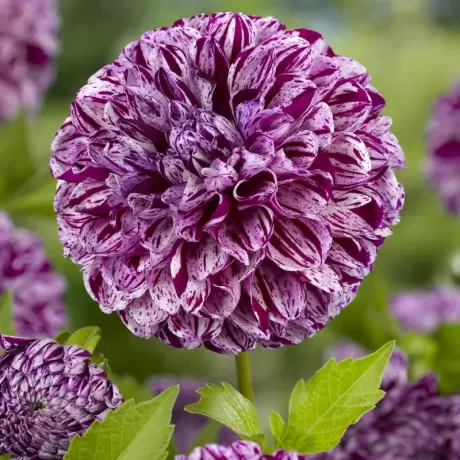 Rizomi de Dalie Marble Ball