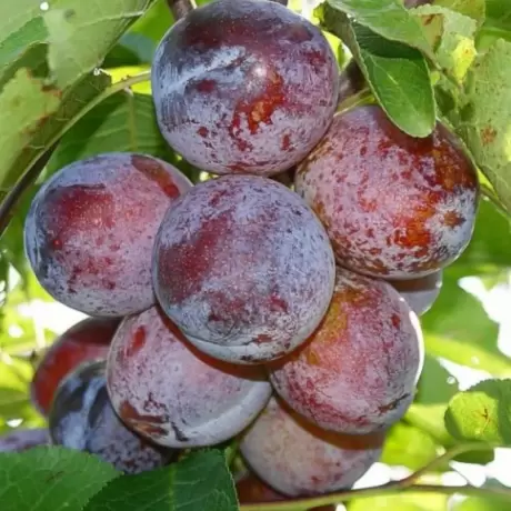 Pom Fructifer - Prun Renclod Althan