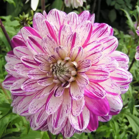 Rizomi de Dalie Smokey