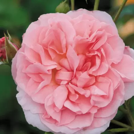 Trandafir Catarator David Austin - Strawberry Hill - anul 3 la Ghiveci