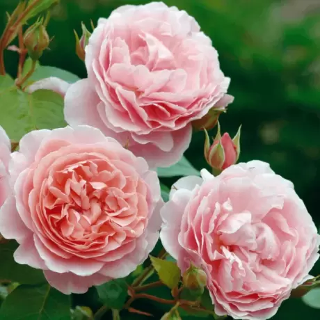 Trandafir Catarator David Austin - Strawberry Hill - anul 3 la Ghiveci