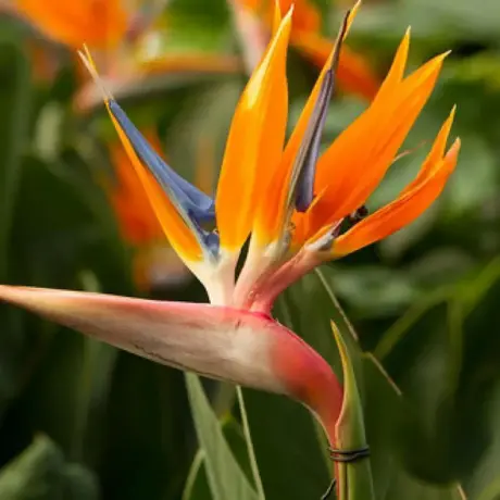 Strelitzia Royal Legutko