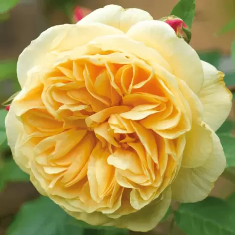 Trandafir Catarator David Austin - Teasing Georgia - anul 3 la Ghiveci