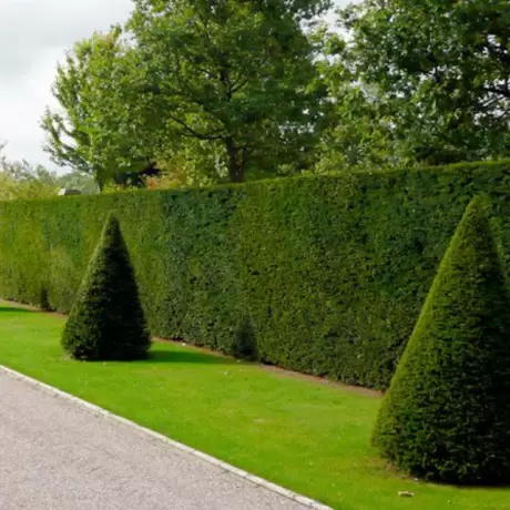 Tisa Gard Viu vesnic Verde - Taxus Baccata