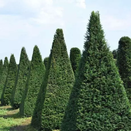 Tisa Gard Viu vesnic Verde - Taxus Baccata