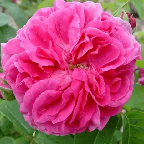 Trandafir Pomisor Rosarium la Ghiveci