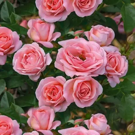 Trandafir Floribunda Perfume Fashion - anul 3 la Ghiveci