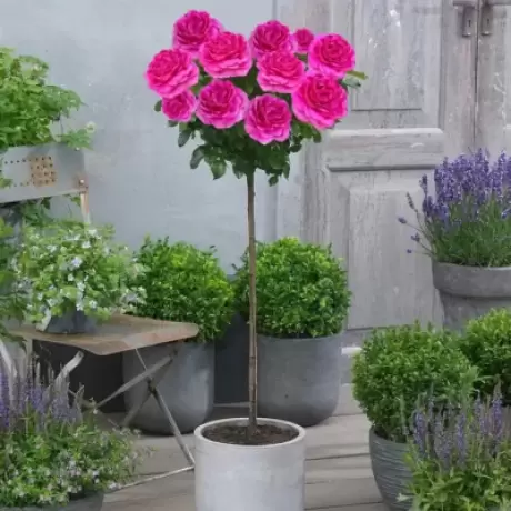 Trandafir Pomisor Magenta la Ghiveci