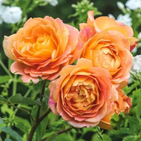 Trandafiri Englezesti Lady of Shalott - anul 3 la Ghiveci