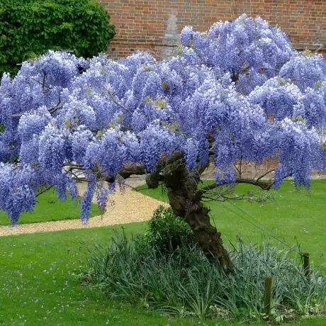 Wisteria Cataratoare Chinese Blue la Ghiveci
