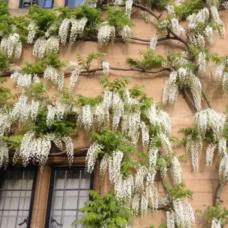 Wisteria Cataratoare Sinensis Alba la Ghiveci