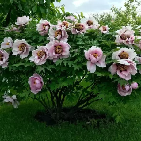 Bujor Arbustiv - Xue Ying Tao Hua la Ghiveci