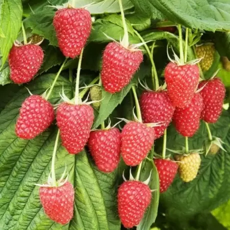 Arbust Fructifer - Zmeur Polka Tufa la Ghiveci