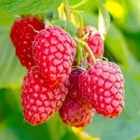 Arbust Fructifer - Zmeur Remontant Sugana la Ghiveci