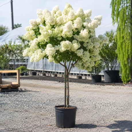 Hortensie De Gradina Copac White la Ghiveci