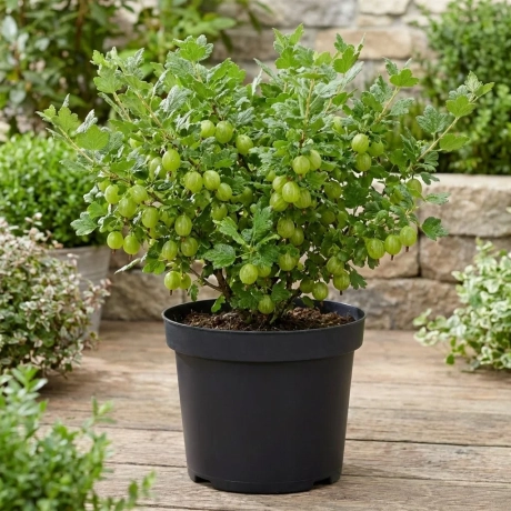Arbust Fructifer - Agris Verde Tip Tufa la Ghiveci