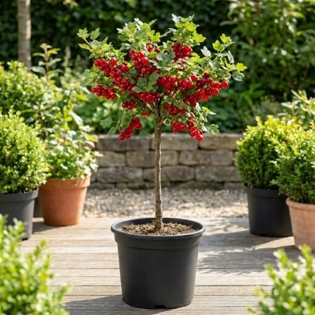 Arbust Fructifer - Agris Rosu tip Pom pe Picior la Ghiveci