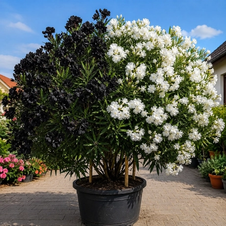 Leandru Tufa Bicolor Parfumat - Negru Intens Si Alb