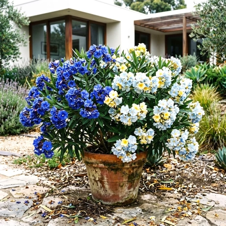 Leandru Bicolor Tufa - Albastru Intens Si Albastru Deschis Shatirat