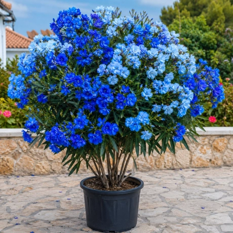 Leandru Bicolor Tufa Parfumat - Albastru Intens Si Albastru Deschis Shatirat