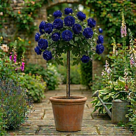 Trandafir Pomisor Indigo - Radacina Impachetata