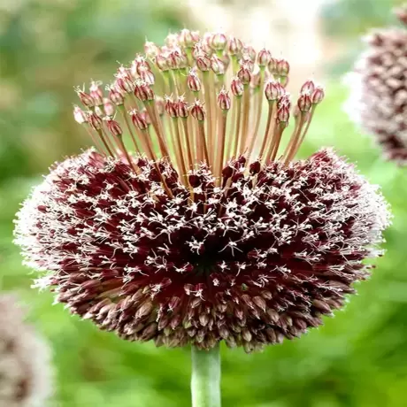 Bulbi de Allium Forelock