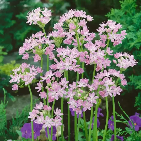 Bulbi de Allium Roseum