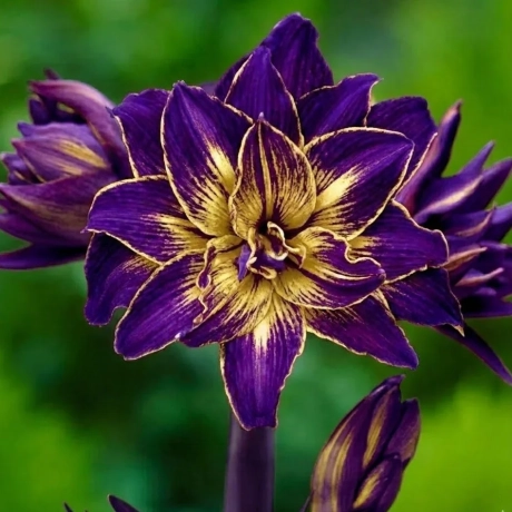 Amarylis Imperial Crown 1 bucata