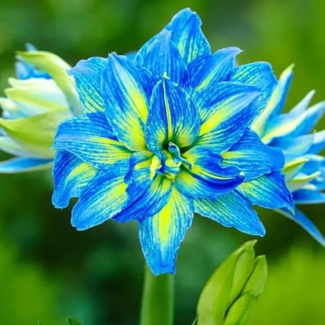 Amarylis Comet 1 bucata