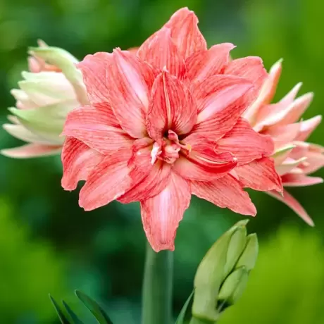 Bulbi de Amaryllis - Hippeastrum Double Lady Jane