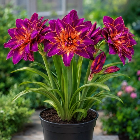 Amarylis Tropicana 1 bucata