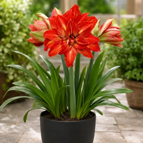 Amarylis Inferno 1 bucata