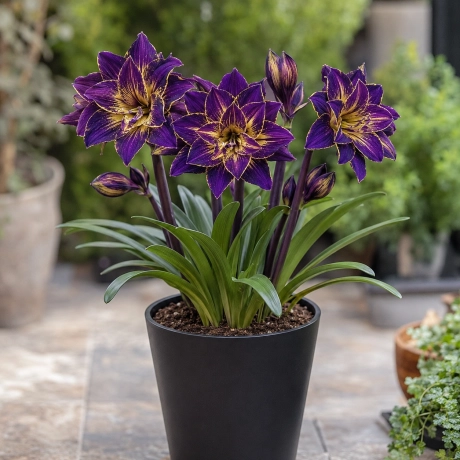 Amarylis Imperial Crown 1 bucata