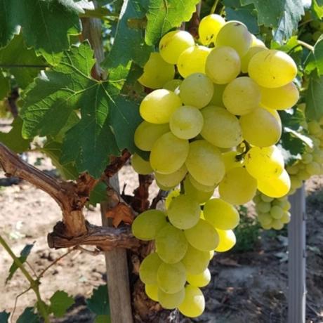 Vita de Vie Ananas Alb - Radacina Impachetata