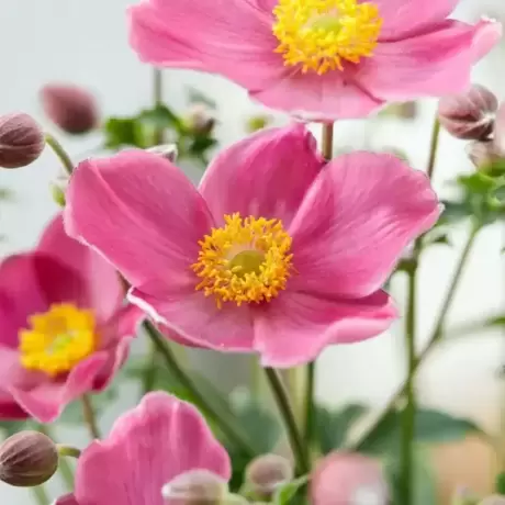 Bulbi de Anemone Fantasy Jasmine