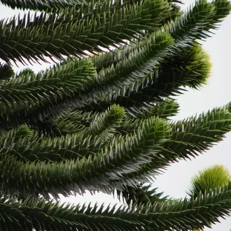 Pin Chilian - Araucaria Araucana - Ghiveci