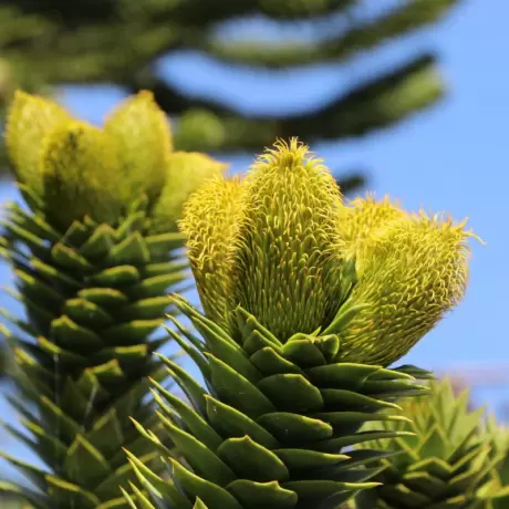 Pin Chilian - Araucaria Araucana - Ghiveci