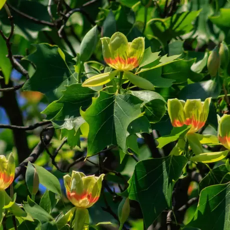 Arborele de Lalea - Liriodendron Tulipifera la Ghiveci