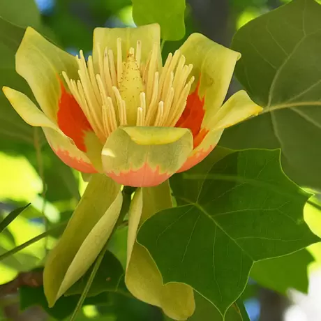 Arborele de Lalea - Liriodendron Tulipifera la Ghiveci