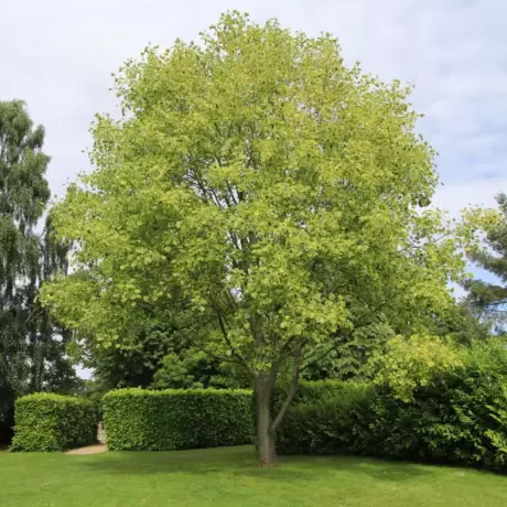 Arborele de Lalea - Liriodendron Tulipifera la Ghiveci