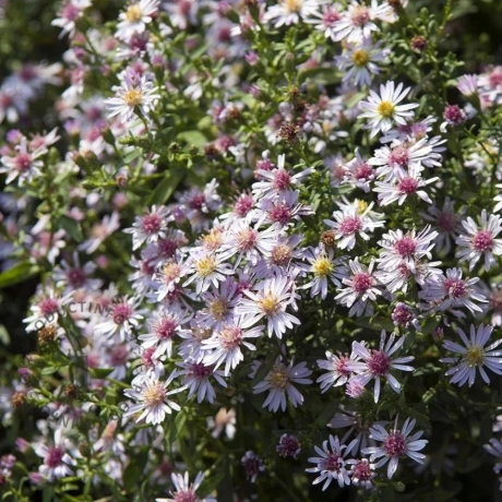 Aster Horizontalis