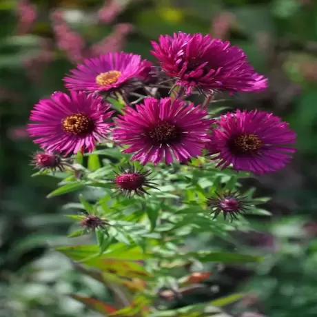 Aster Purple Ruby